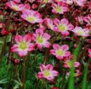 saxifraga arendsii pixi pan appleblossom.jpeg