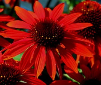 echinacea purpurea sombrero sangrita.jpg