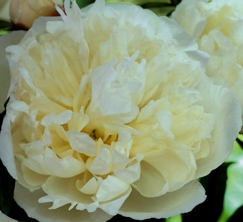 paeonia lactiflora duchesse de nemours.jpg