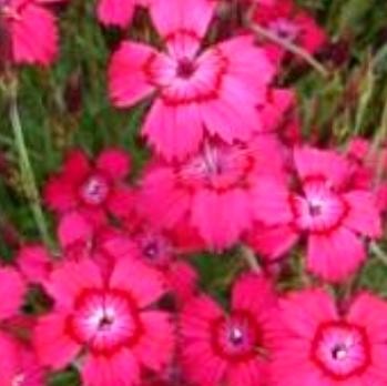 dianthus deltoides brilland.jpg
