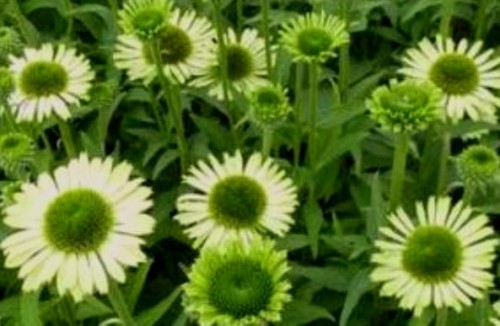 echinacea green jewel.jpg