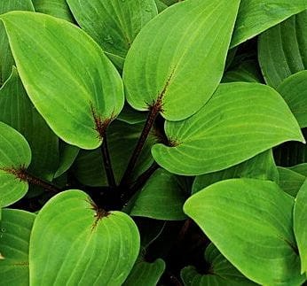hosta purple heart.jpg