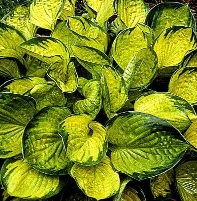 hosta rainforest sunrise.jpg