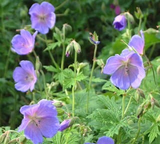 Geranium-himalayense-Irish-Blue-1.jpg