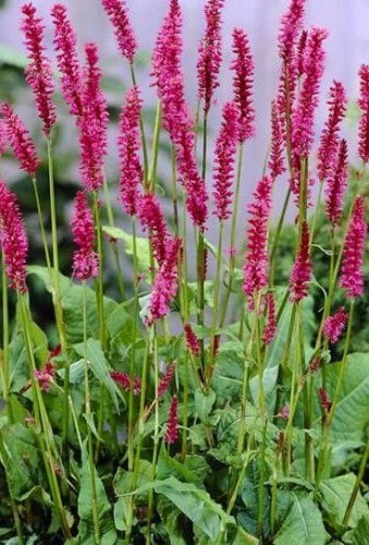 Persicaria amplexicaulis Speciosa.jpg