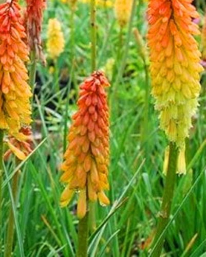 KNIPHOFIA uvaria Flamenco.jpg