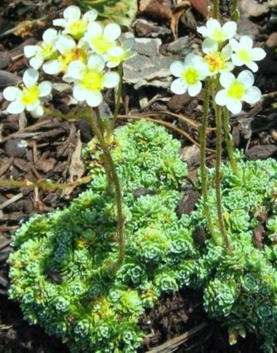 Saxifraga-paniculata-Minutifolia.jpg