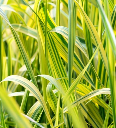 Phalaris arundinacea 'Arctic Sun'.jpg