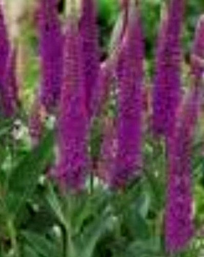 Veronica longifolia 'First Match'.jpeg