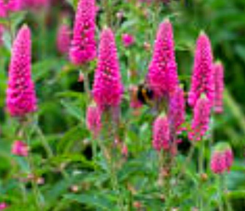 Veronica longifolia 'First Love'.jpeg