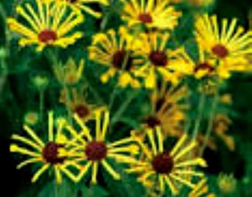 Rudbeckia subtomentosa 'Henry Eiler.jpeg