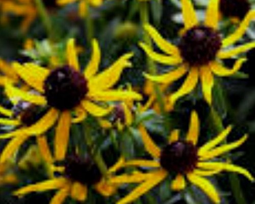 Rudbeckia fulgida 'Sun Ka Ching'.jpeg