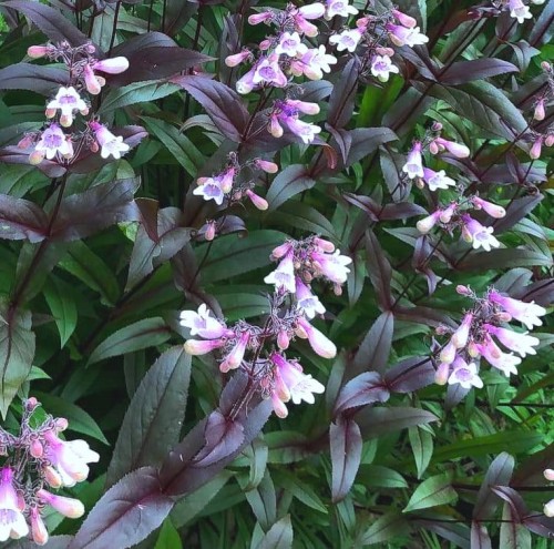 Penstemon digitalis 'Dark Towers'.jpeg