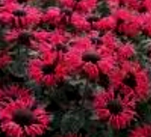 Monarda hybrida 'Bee Happy'.jpeg