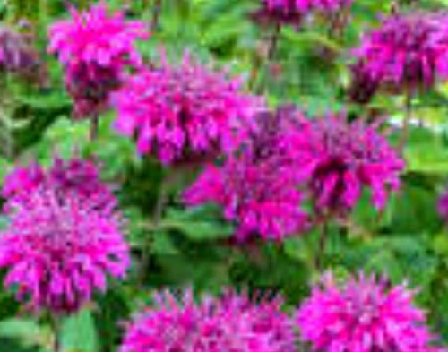 Monarda hybrida 'Bee Free'.jpeg