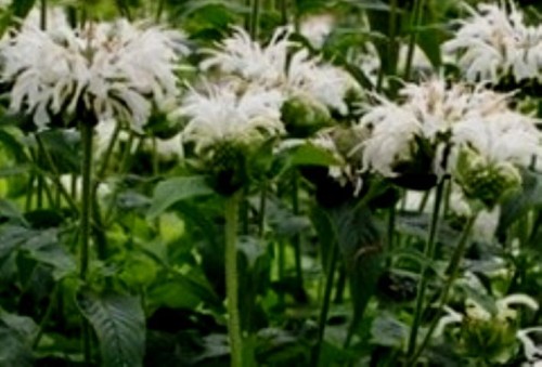 Monarda hybrida 'Bee Bright'.jpg