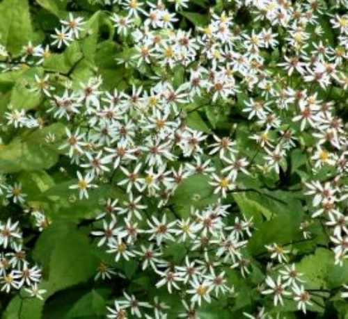Aster divaricatus 'Beth Chato'.jpeg