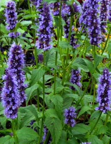 Agastache rugosa Black Adder.jpeg