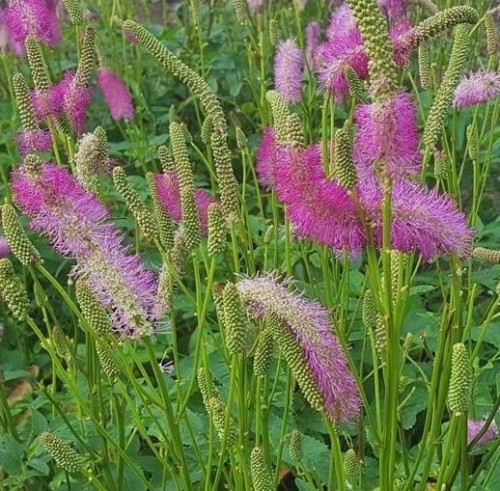 SANGUISORBA tenuifolia Pink Brushes.jpg