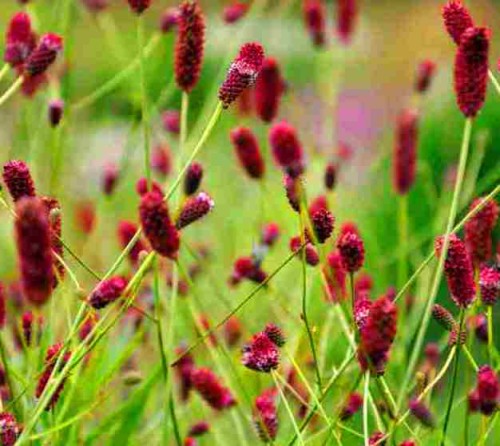 SANGUISORBA officinalis Red Sunset.jpg