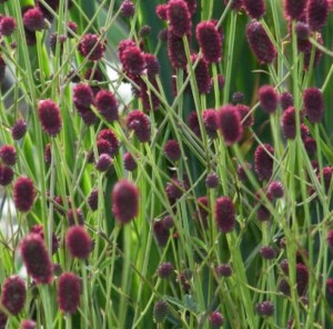 krwiściąg lekarski "Maartjes Merlot" (łac. Sanguisorba officinalis) kod: 11316