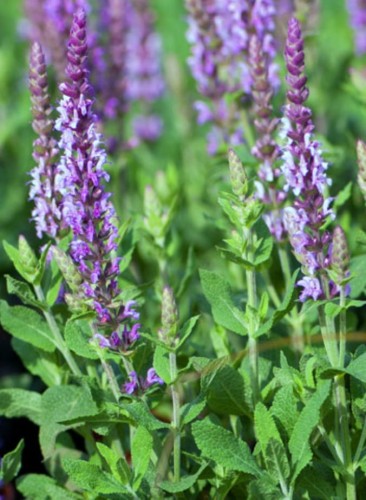 SALVIA nemorosa Sensation® Medium Violet.jpg