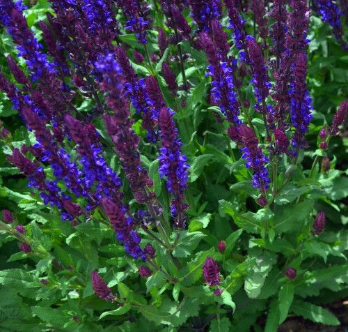 Salvia-SalvatoreBlue.jpg