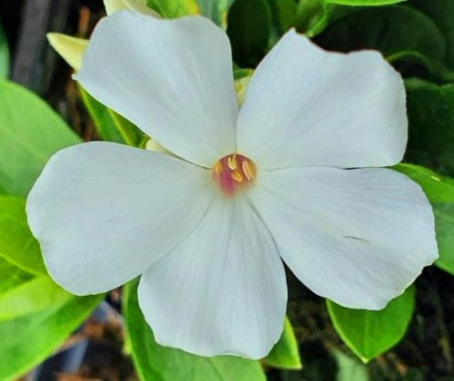 Phlox-paniculata-Famous-White--600x800PHLOX PANICULATA  Famous White.jpeg