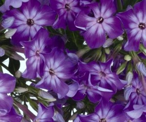 płomyk wiechowaty "Early Purple Eye" (łac. Phlox paniculata) kod: 11300