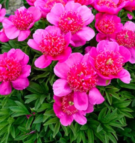 PAEONIA officinalis Anemoniflora.jpg