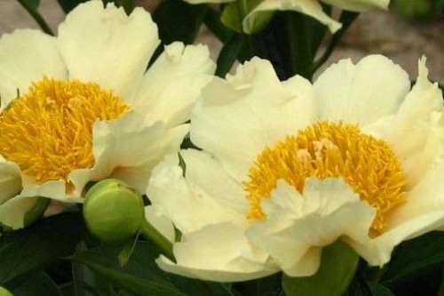 PAEONIA lactiflora Claire de Lune.jpg