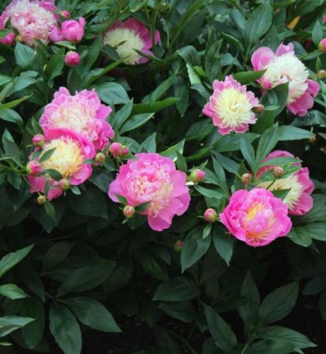 PAEONIA lactiflora Bowl of Beauty.jpg