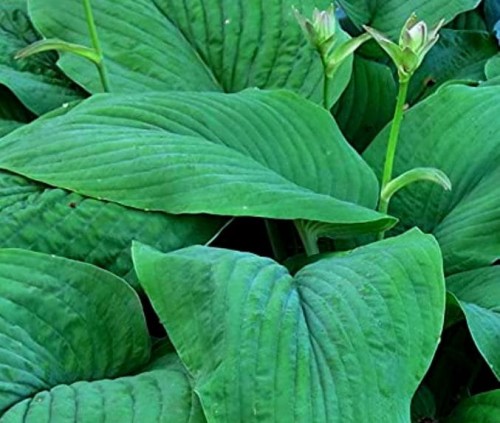 HOSTA  T-Rex.jpg