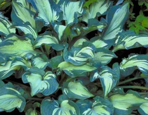 HOSTA  Guardian Angel.jpg