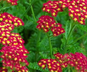 krwawnik pospolity "Milly Rock Red" (łac. Achillea millefolium) kod: 11270