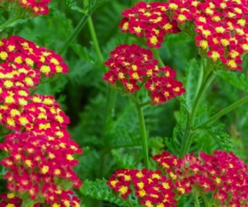 achillea_millefolium_milly_rock_red.jpg