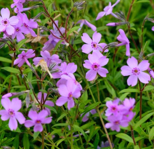 PHLOX amplifolia Kleiner Augenstern.jpg