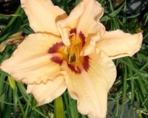 hemerocallis-lynn-hall.jpg