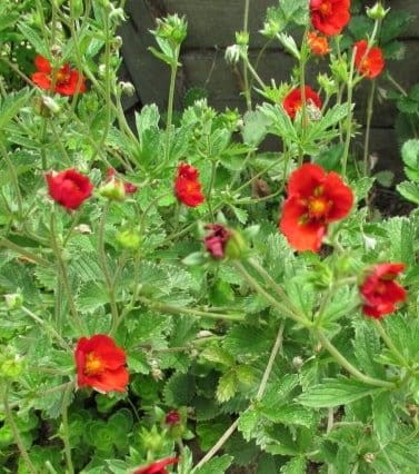 potentilla atrosanguinea gibson's scarlet.jpg