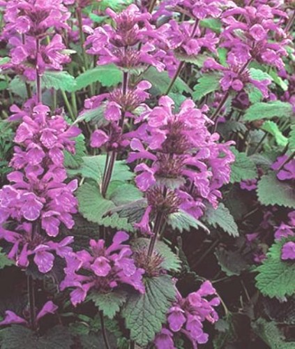Stachys-grandiflora-Superba.jpg