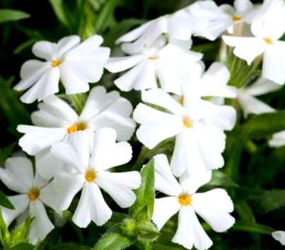 phlox subulata faboulus white.jpg