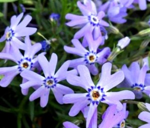 płomyk szydlasty "Fabulous Blue Violet" (łac. Phlox subulata) kod: 1905