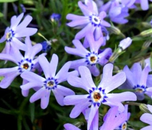 phlox subulata fabulus blue violet.jpg