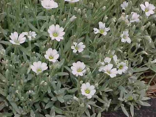Cerastium tomentosum.jpg