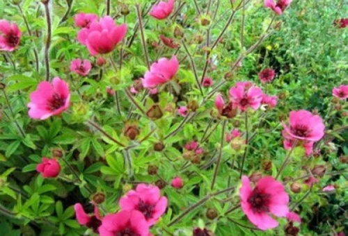 Potentilla nepalensis Ron Mc Beath.jpg