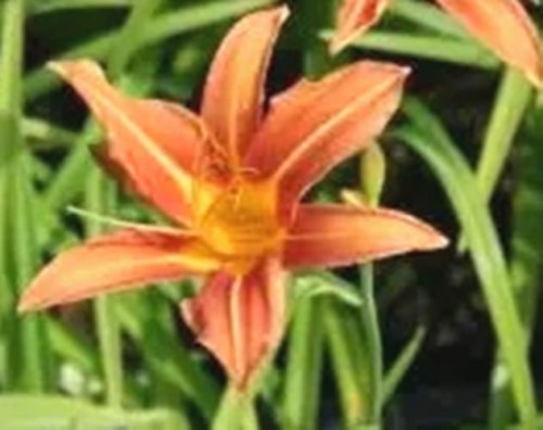 Hemerocallis Margaret Perry.jpg