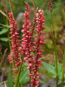 Polygonum amplexicaule Orange Field.jpg