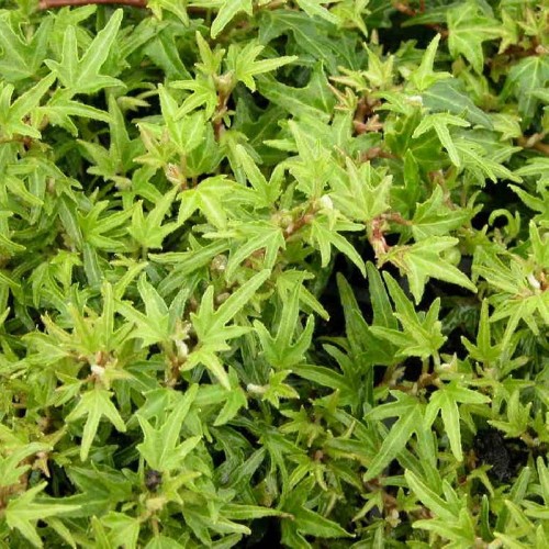 Hedera helix Dyinni.jpg