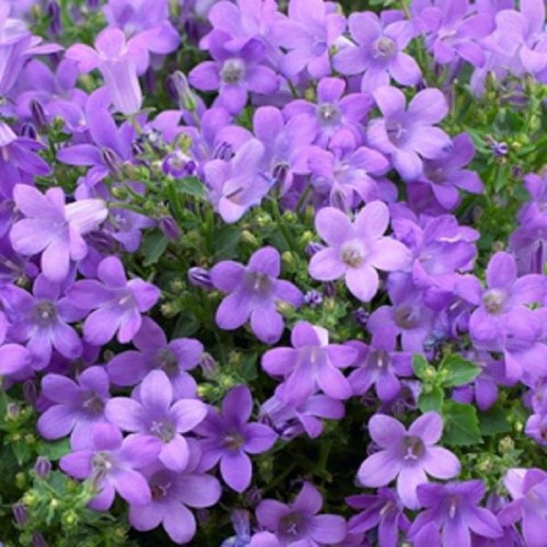Campanula portenschlagiana Catharina.jpg