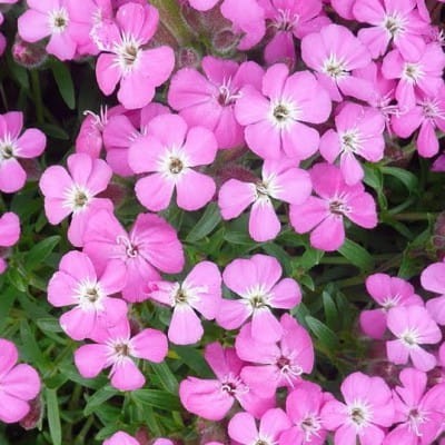 Saponaria Bressingham.jpg